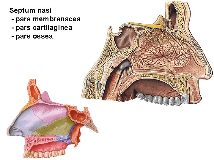 Septum nasi - pars membranacea - pars cartilaginea - pars ossea 