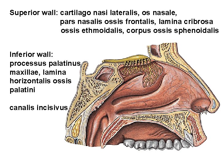 Superior wall: cartilago nasi lateralis, os nasale, pars nasalis ossis frontalis, lamina cribrosa ossis Superior wall: cartilago nasi lateralis, os nasale, pars nasalis ossis frontalis, lamina cribrosa ossis