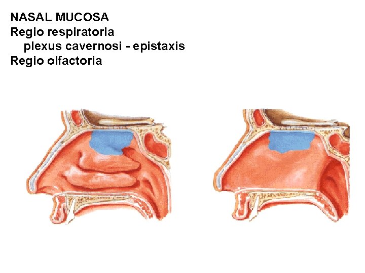 NASAL MUCOSA Regio respiratoria plexus cavernosi - epistaxis Regio olfactoria 
