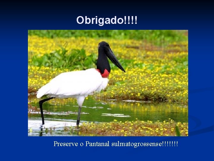 Obrigado!!!! Preserve o Pantanal sulmatogrossense!!!!!!! 