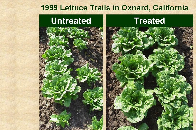 1999 Lettuce Trails in Oxnard, California Untreated Treated 