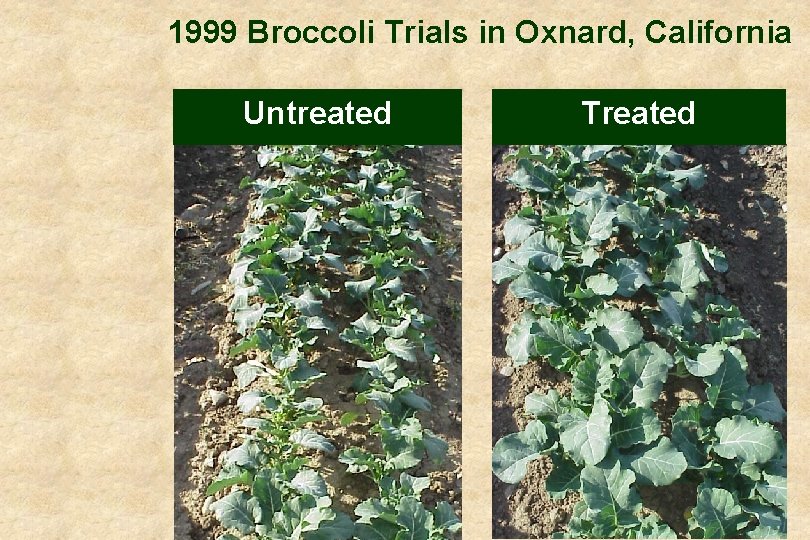 1999 Broccoli Trials in Oxnard, California Untreated Treated 