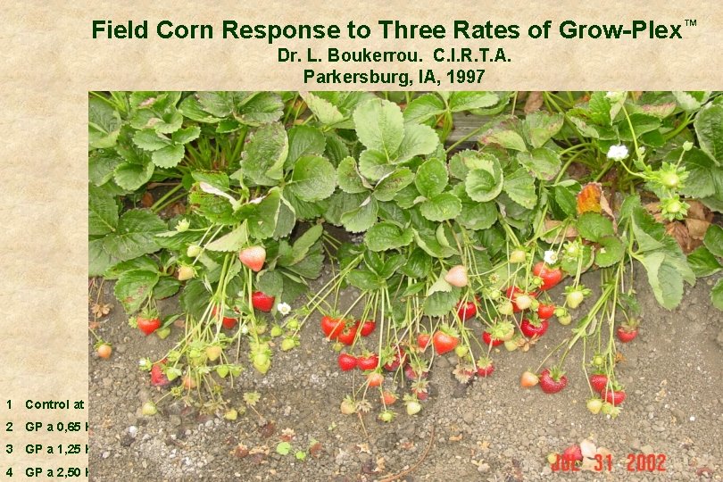 Field Corn Response to Three Rates of Grow-Plex™ Dr. L. Boukerrou. C. I. R.