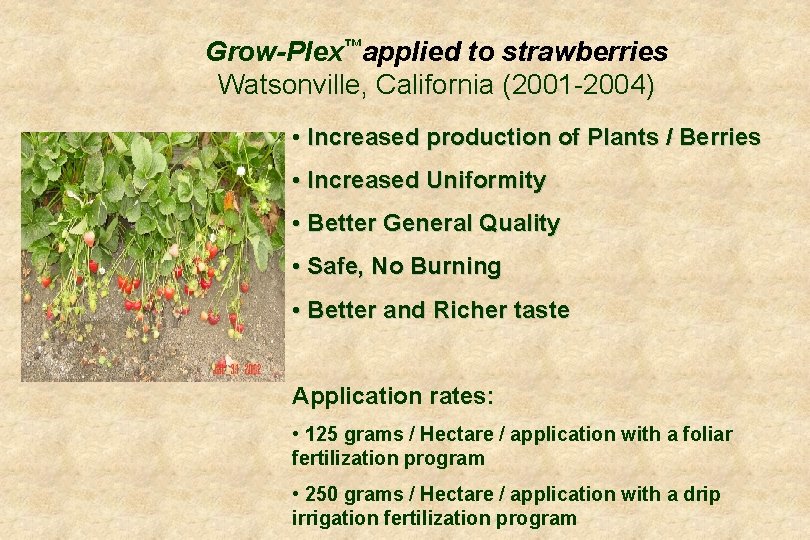 Grow-Plex™applied to strawberries Watsonville, California (2001 -2004) • Increased production of Plants / Berries