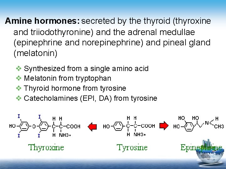 Amine hormones: secreted by the thyroid (thyroxine and triiodothyronine) and the adrenal medullae (epinephrine