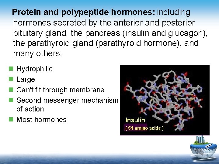 Protein and polypeptide hormones: including hormones secreted by the anterior and posterior pituitary gland,