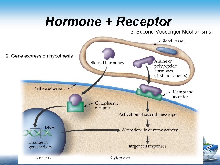 Hormone + Receptor 