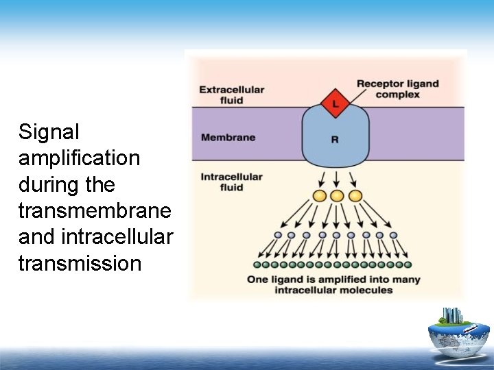 Signal amplification during the transmembrane and intracellular transmission 