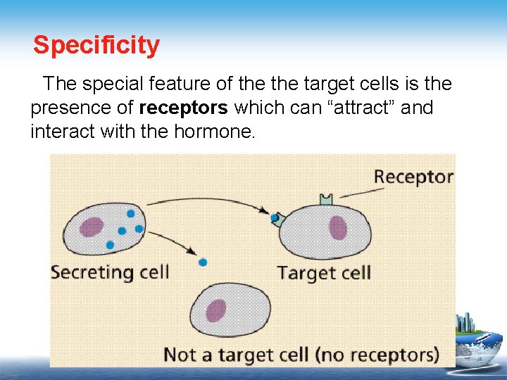 Specificity The special feature of the target cells is the presence of receptors which