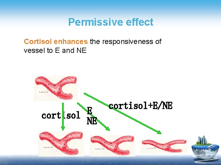 Permissive effect Cortisol enhances the responsiveness of vessel to E and NE cortisol E