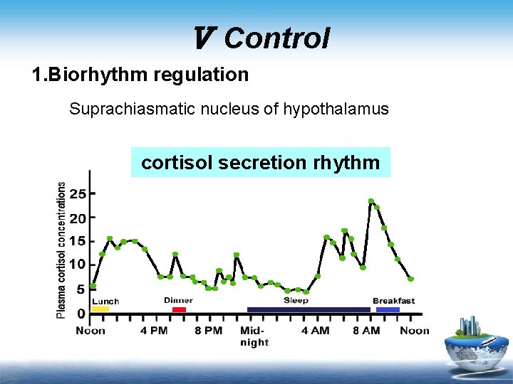Ⅴ Control 1. Biorhythm regulation Suprachiasmatic nucleus of hypothalamus cortisol secretion rhythm 