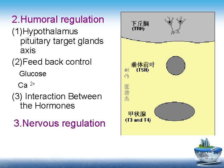2. Humoral regulation (1)Hypothalamus pituitary target glands axis (2)Feed back control Glucose Ca 2+