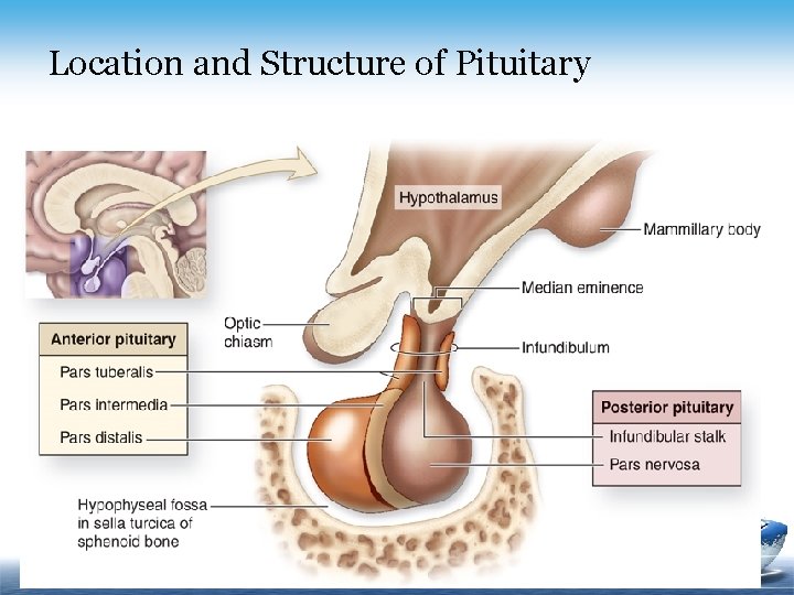 Location and Structure of Pituitary 