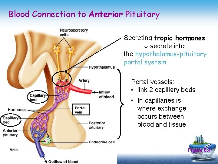 Blood Connection to Anterior Pituitary Secreting tropic hormones secrete into the hypothalamus-pituitary portal system