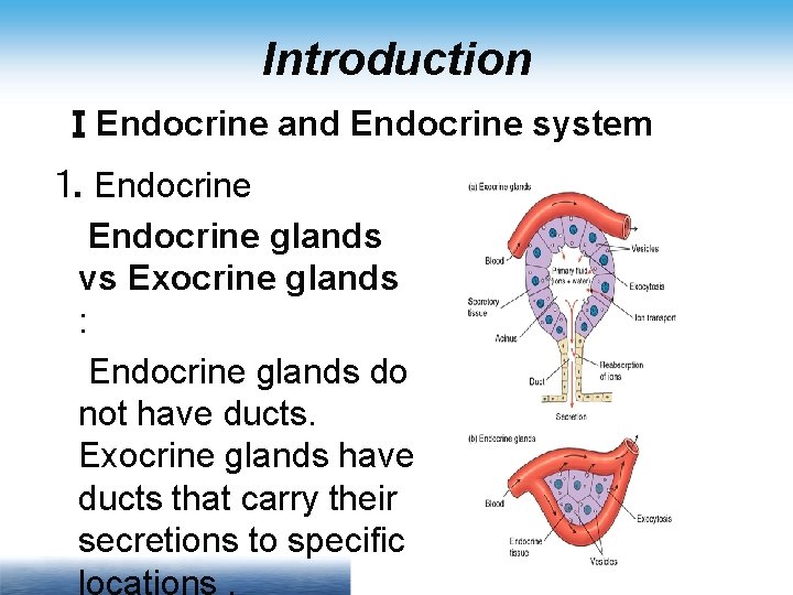 Introduction ⅠEndocrine and Endocrine system ⒈ Endocrine glands vs Exocrine glands : Endocrine glands