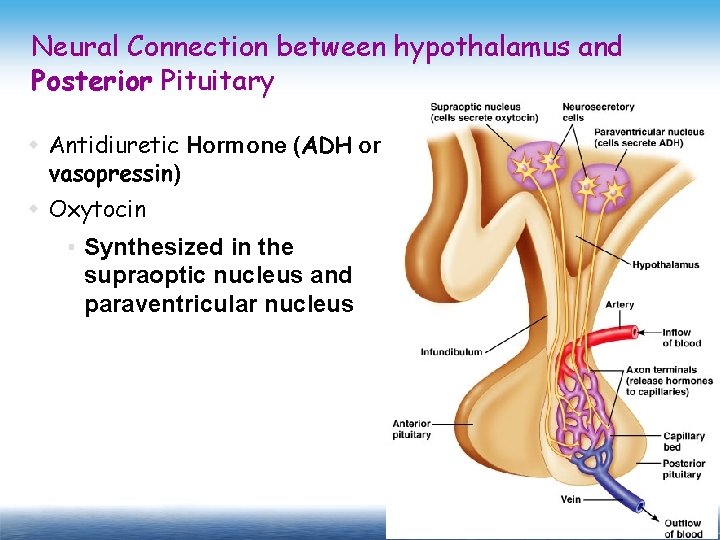 Neural Connection between hypothalamus and Posterior Pituitary w Antidiuretic Hormone (ADH or vasopressin) w
