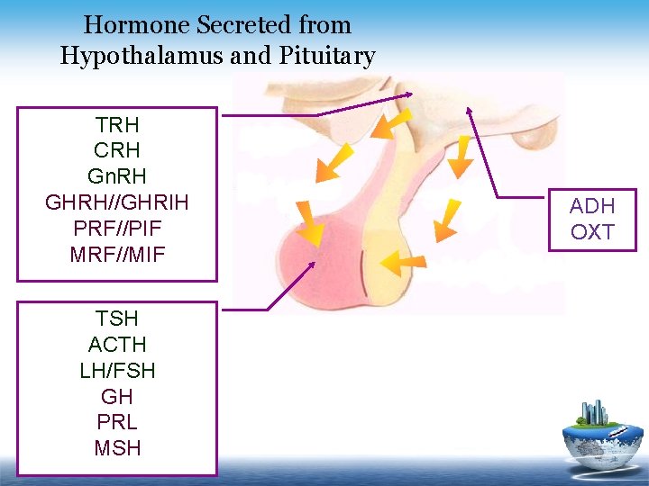 Hormone Secreted from Hypothalamus and Pituitary TRH CRH Gn. RH GHRH//GHRIH PRF//PIF MRF//MIF TSH