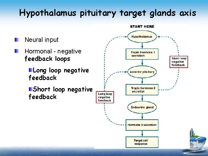 Hypothalamus pituitary target glands axis Neural input Hormonal - negative feedback loops Long loop