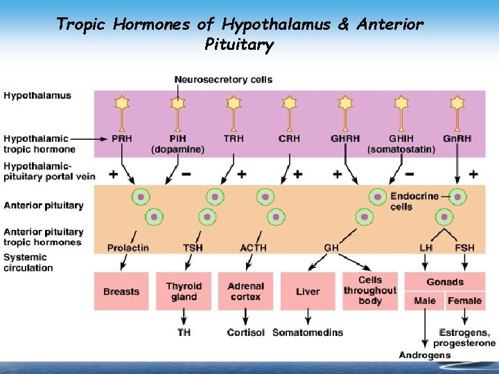 Tropic Hormones of Hypothalamus & Anterior Pituitary 