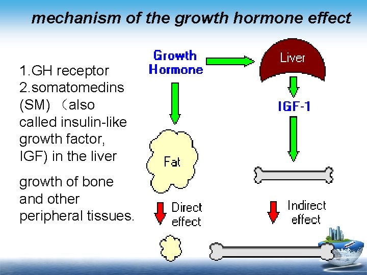 mechanism of the growth hormone effect 1. GH receptor 2. somatomedins (SM) （also called