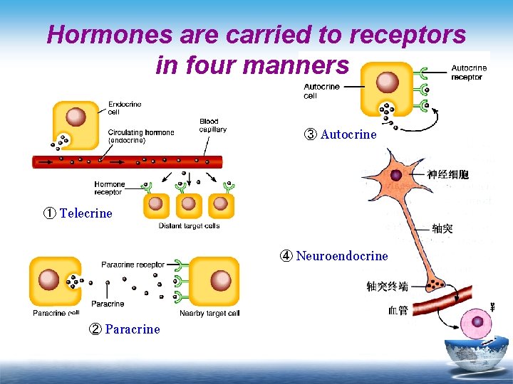 Hormones are carried to receptors in four manners ③ Autocrine ① Telecrine ④ Neuroendocrine