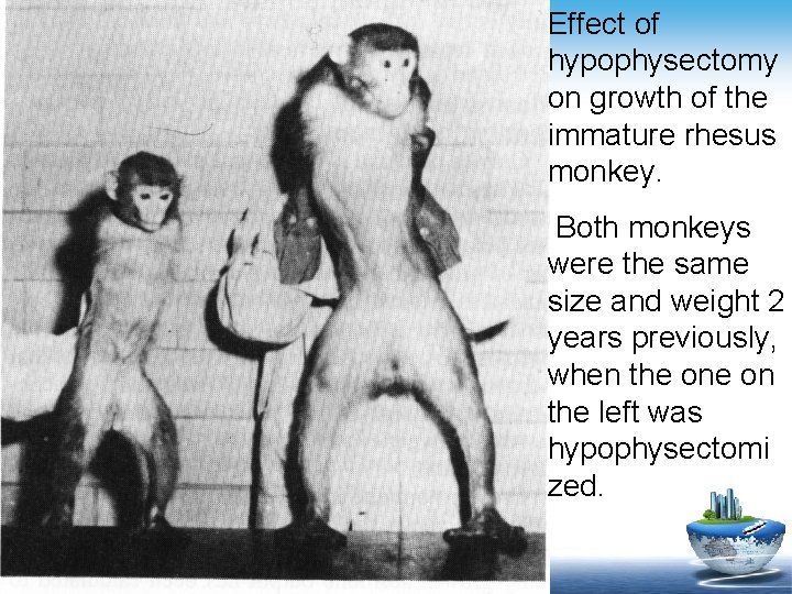 Effect of hypophysectomy on growth of the immature rhesus monkey. Both monkeys were the