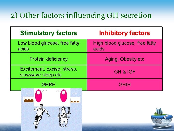 2) Other factors influencing GH secretion Stimulatory factors Inhibitory factors Low blood glucose, free
