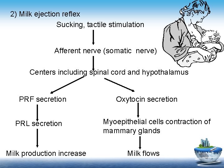 2) Milk ejection reflex Sucking, tactile stimulation Afferent nerve (somatic nerve) Centers including spinal