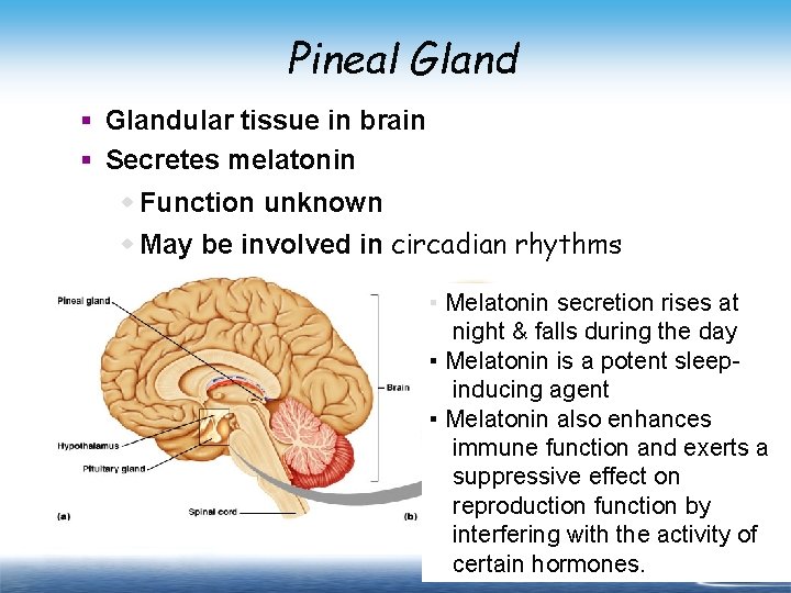 Pineal Gland § Glandular tissue in brain § Secretes melatonin w Function unknown w