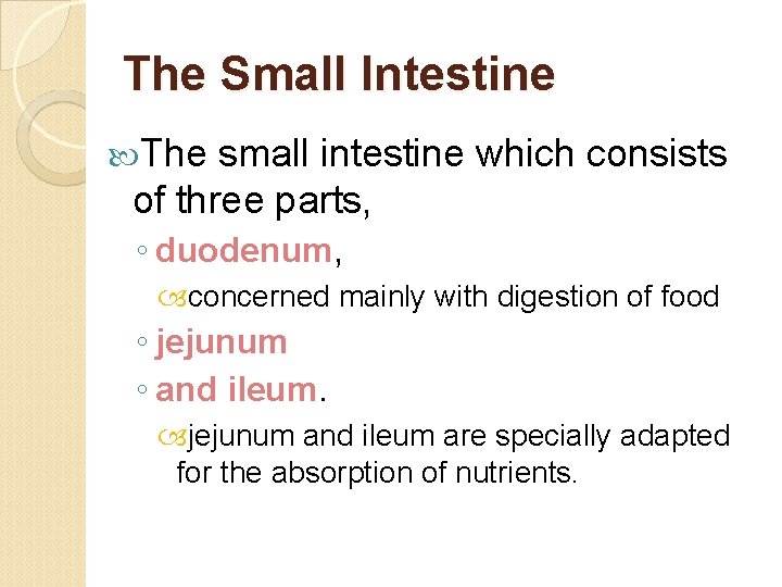 The Small Intestine The small intestine which consists of three parts, ◦ duodenum, concerned