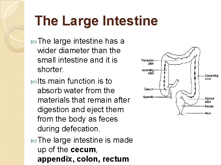 The Large Intestine The large intestine has a wider diameter than the small intestine