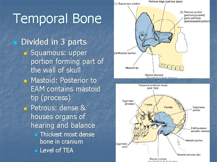 Temporal Bone n Divided in 3 parts n n n Squamous: upper portion forming Temporal Bone n Divided in 3 parts n n n Squamous: upper portion forming