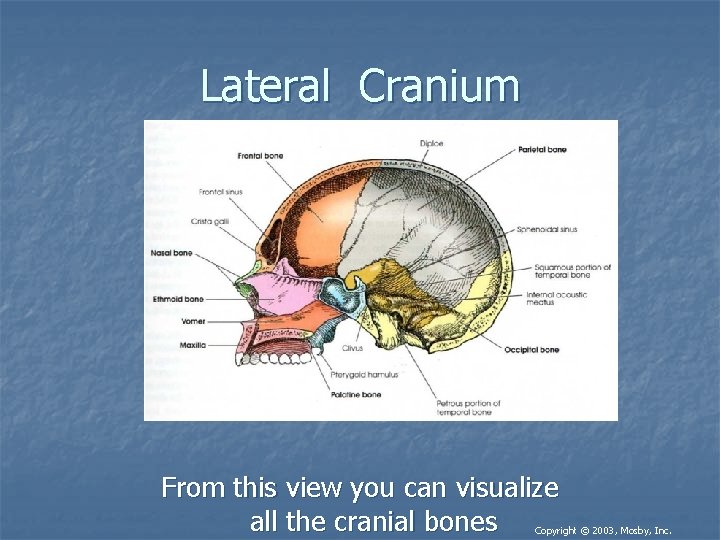 Lateral Cranium From this view you can visualize all the cranial bones Copyright © Lateral Cranium From this view you can visualize all the cranial bones Copyright ©