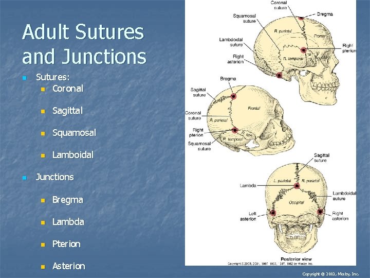 Adult Sutures and Junctions n n Sutures: n Coronal n Sagittal n Squamosal n Adult Sutures and Junctions n n Sutures: n Coronal n Sagittal n Squamosal n