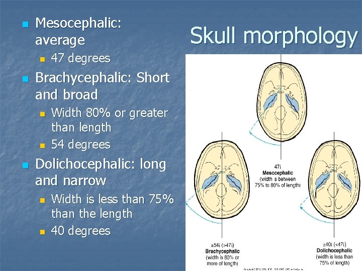 n Mesocephalic: average n n Brachycephalic: Short and broad n n n 47 degrees n Mesocephalic: average n n Brachycephalic: Short and broad n n n 47 degrees