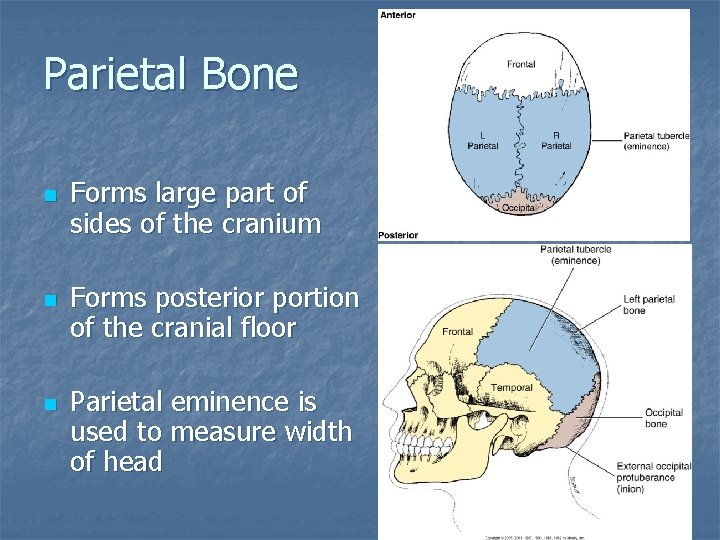 Parietal Bone n n n Forms large part of sides of the cranium Forms Parietal Bone n n n Forms large part of sides of the cranium Forms