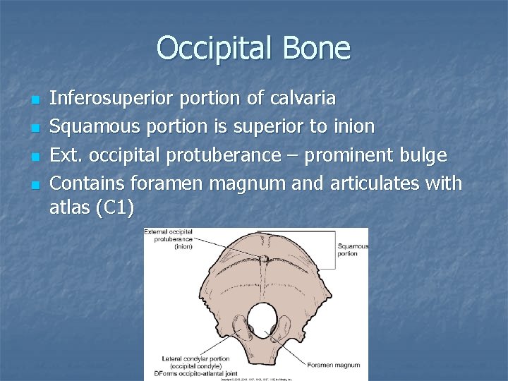 Occipital Bone n n Inferosuperior portion of calvaria Squamous portion is superior to inion Occipital Bone n n Inferosuperior portion of calvaria Squamous portion is superior to inion