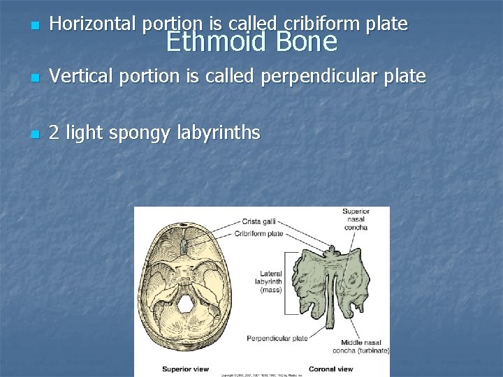 n Horizontal portion is called cribiform plate n Vertical portion is called perpendicular plate n Horizontal portion is called cribiform plate n Vertical portion is called perpendicular plate