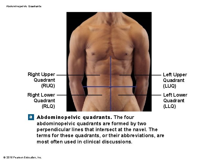 Abdominopelvic Quadrants Right Upper Quadrant (RUQ) Left Upper Quadrant (LUQ) Right Lower Quadrant (RLQ)