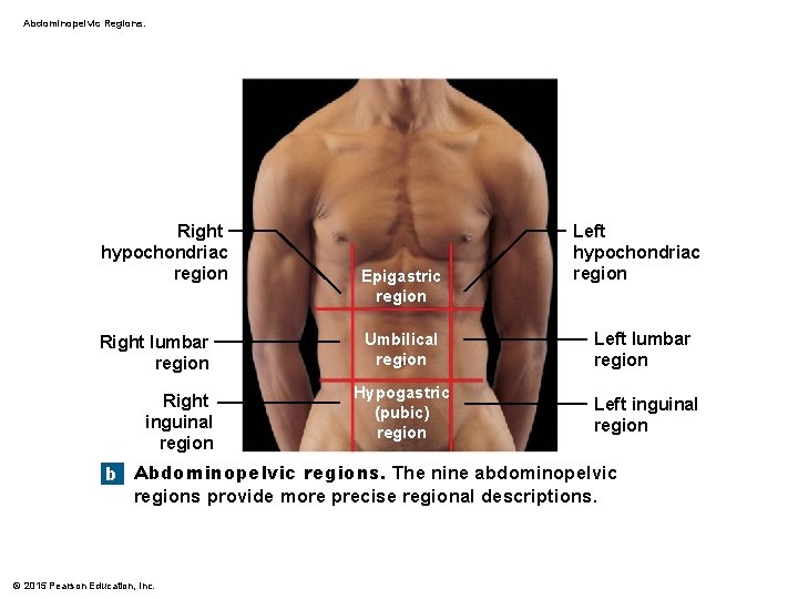Abdominopelvic Regions. Right hypochondriac region Right lumbar region Right inguinal region Epigastric region Left