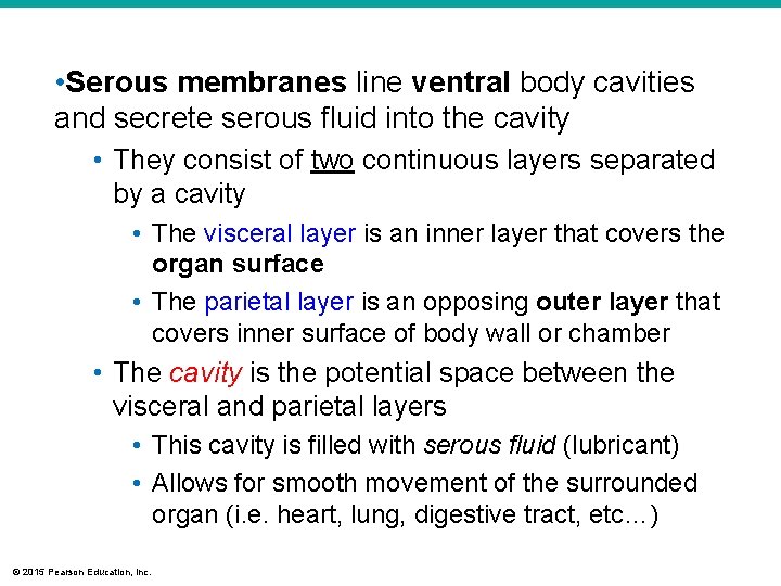  • Serous membranes line ventral body cavities and secrete serous fluid into the