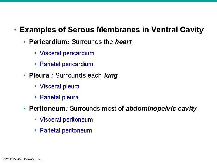  • Examples of Serous Membranes in Ventral Cavity • Pericardium: Surrounds the heart