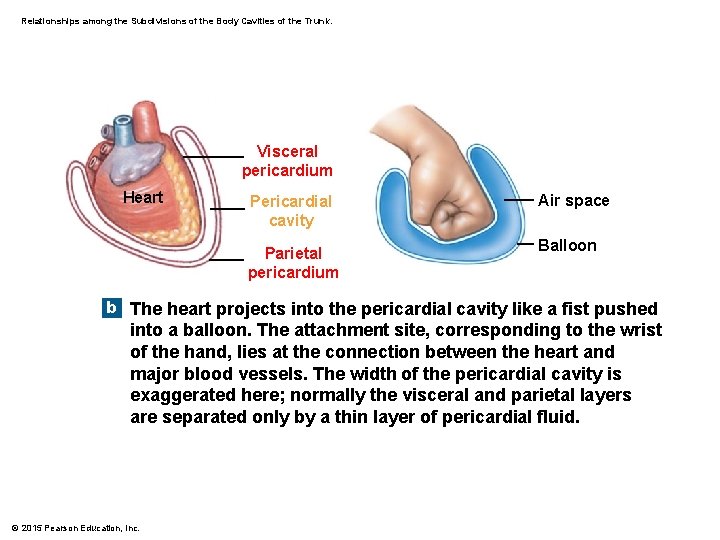 Relationships among the Subdivisions of the Body Cavities of the Trunk. Visceral pericardium Heart