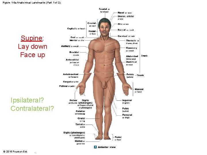 Figure 1 -5 a Anatomical Landmarks (Part 1 of 2). Supine: Lay down Face