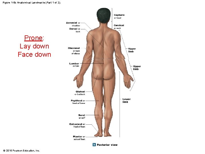 Figure 1 -5 b Anatomical Landmarks (Part 1 of 2). Prone: Lay down Face
