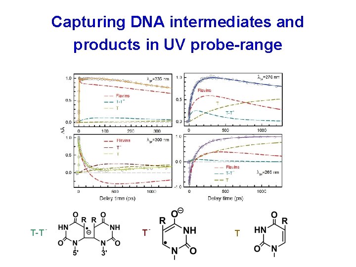 mapping thymine dimer splitting in