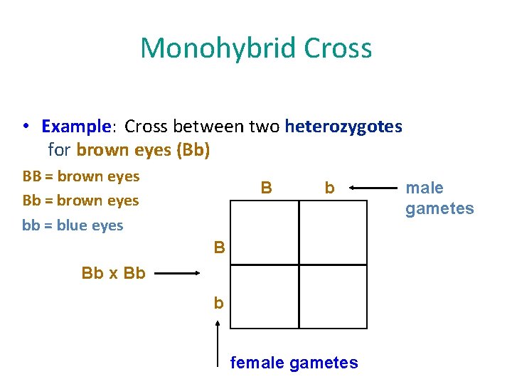 Monohybrid Cross • Example: Cross between two heterozygotes for brown eyes (Bb) BB =