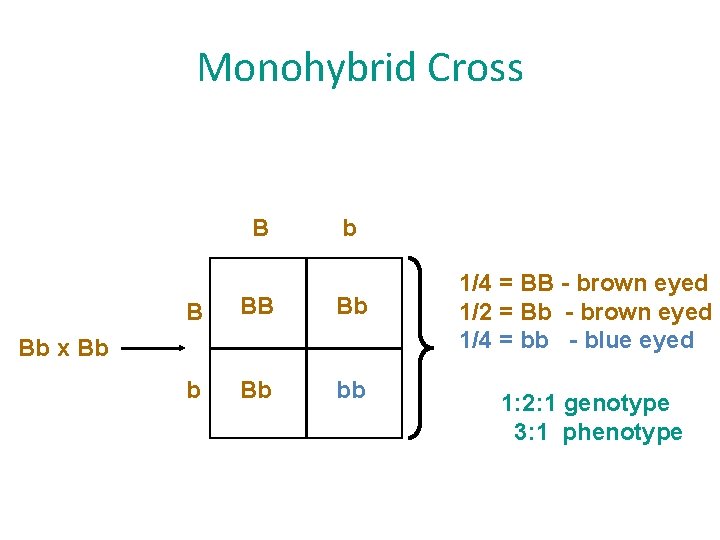 Monohybrid Cross B b B BB Bb bb Bb x Bb 1/4 = BB