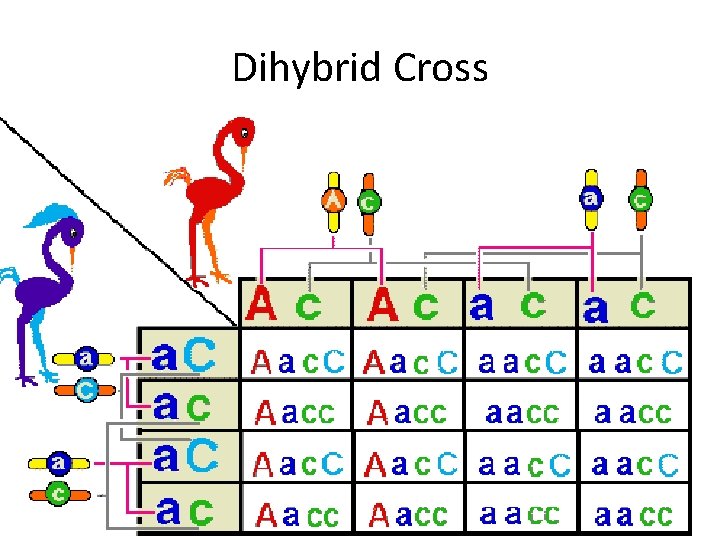 Dihybrid Cross 