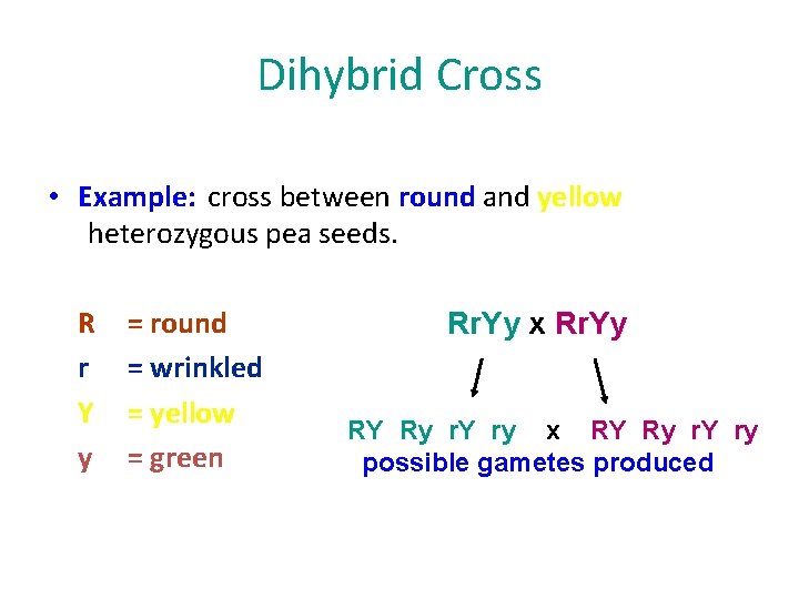 Dihybrid Cross • Example: cross between round and yellow heterozygous pea seeds. R r